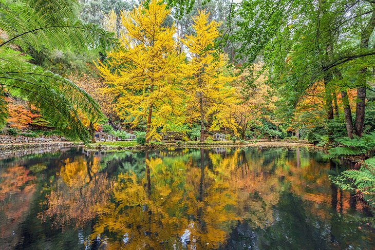 Fall Color in the Dandenong Ranges