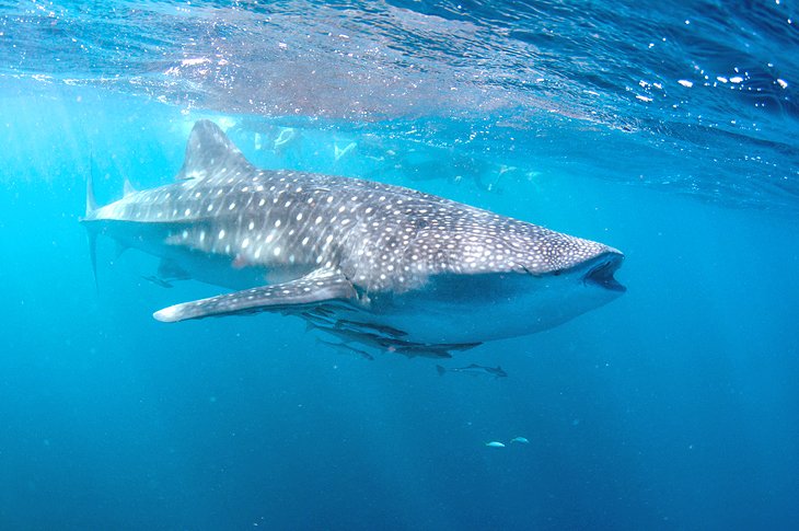 Whale shark at Ningaloo Reef Marine Park