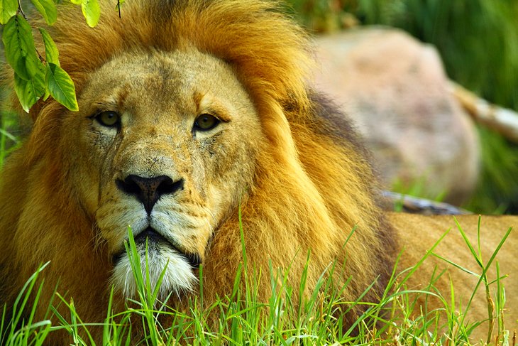 Lion at the Perth Zoo 