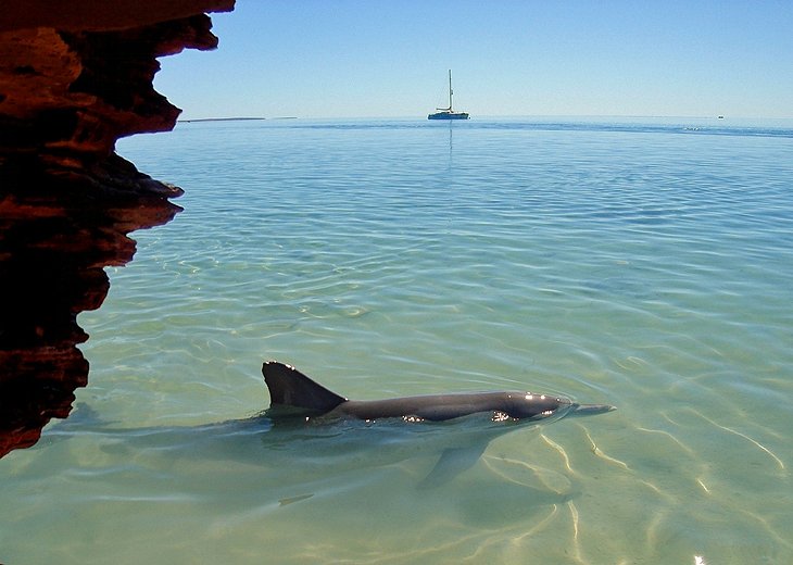 Shark Bay and Monkey Mia