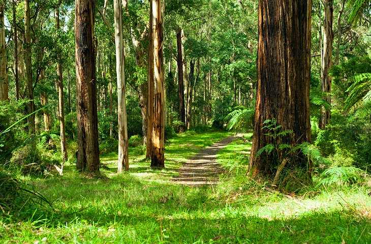 Dandenong Ranges National Park