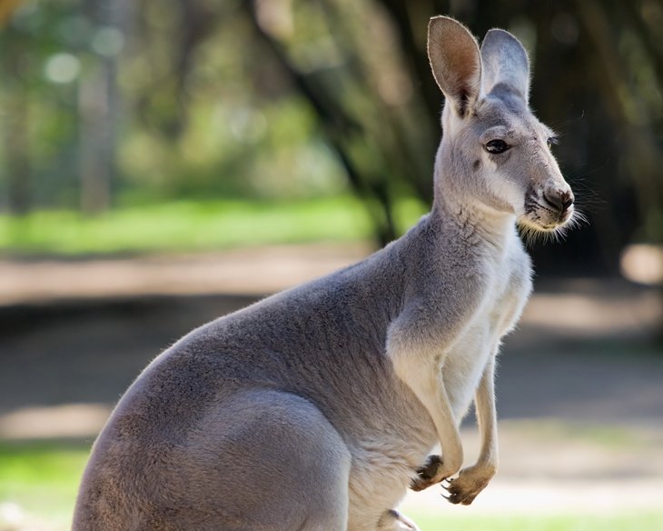 Healesville Sanctuary