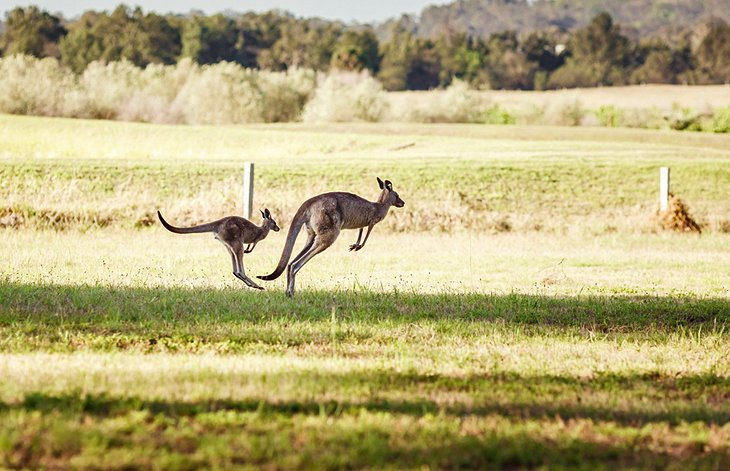 The Hunter Valley