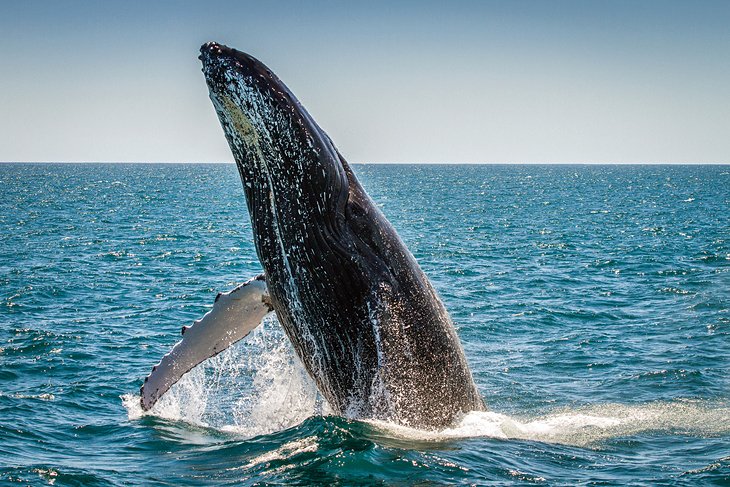 Whale Watching Cruise, Hillarys Boat Harbour