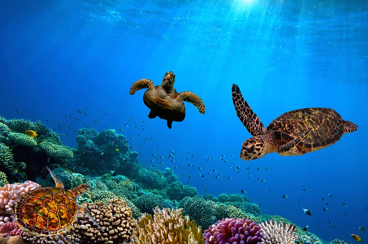 Sea turtles