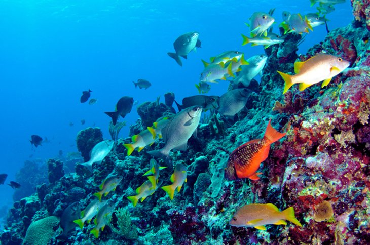 Wreck Diving