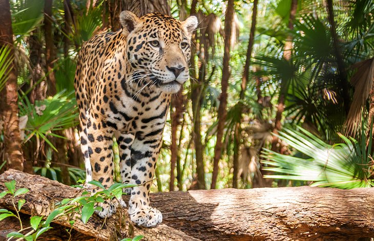 Cockscomb Basin Wildlife Sanctuary & Jaguar Preserve