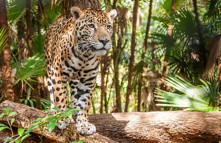 13 atracciones turísticas mejor valoradas en Belice