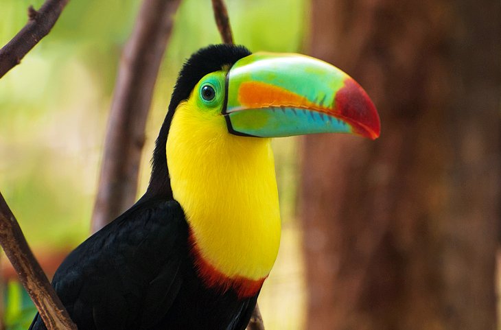 Keel-billed Toucan, National Bird of Belize