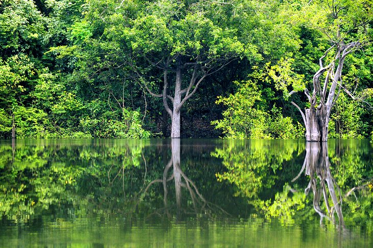 Amazon Rain Forests