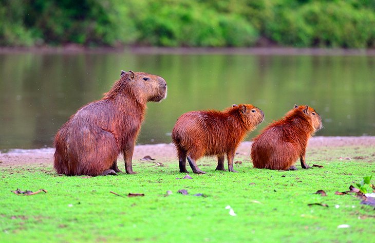 Capybaras at the Parque Nacional de Bras&iacute;lia