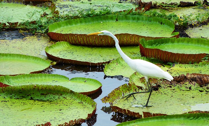 Parque Ecológico Janauari