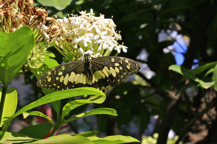 Banteay Srey Butterfly Centre