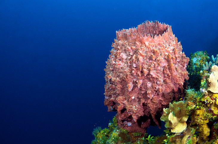 Barrel sponge on Bloody Bay Wall