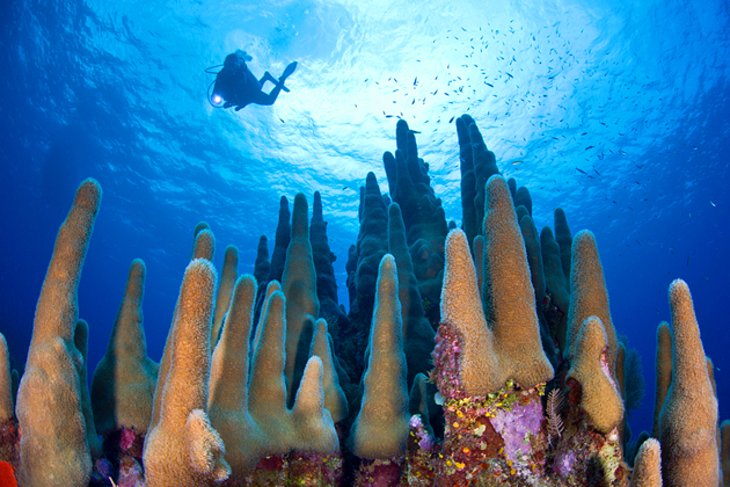 Diving in the Cayman Islands