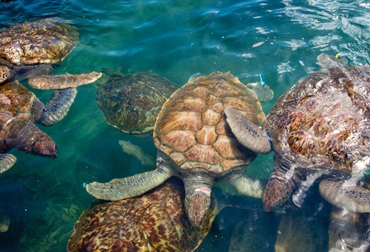 Cayman Turtle Centre