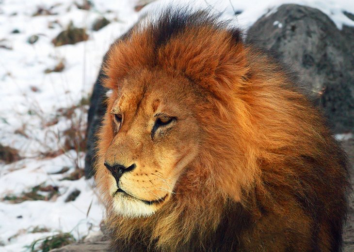 Calgary Zoo