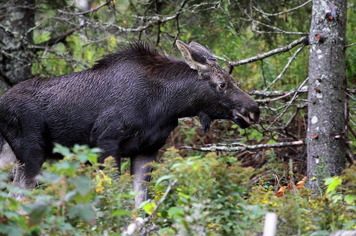 Hiking Trails in Cape Breton Highlands National Park