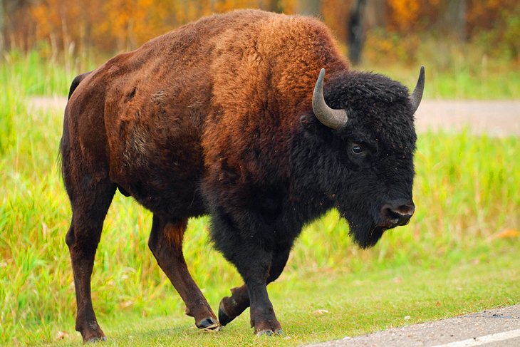 Bison