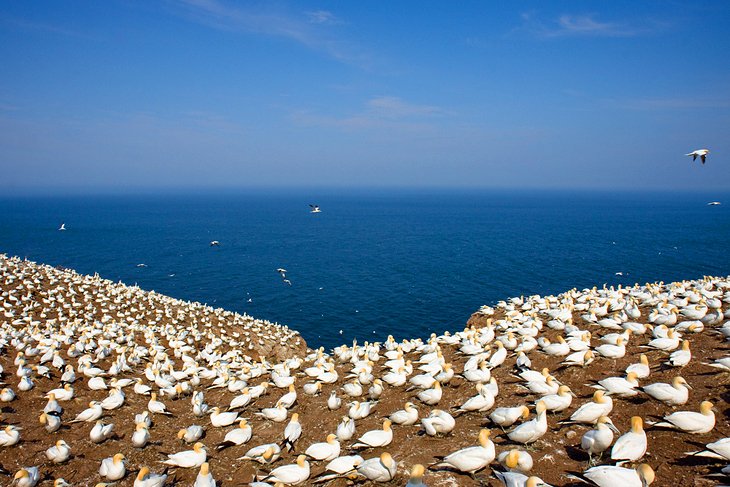 Bonaventure Island