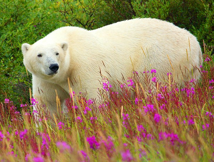 Polar bear, Hudson Bay