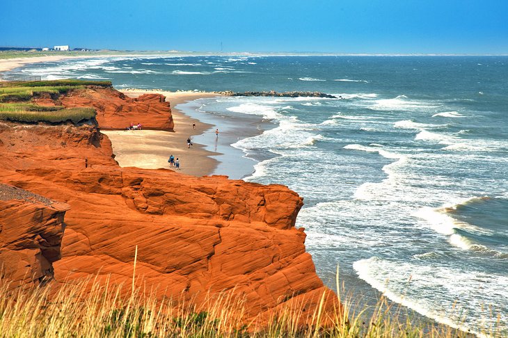 Seagull against a backdrop of red cliffs