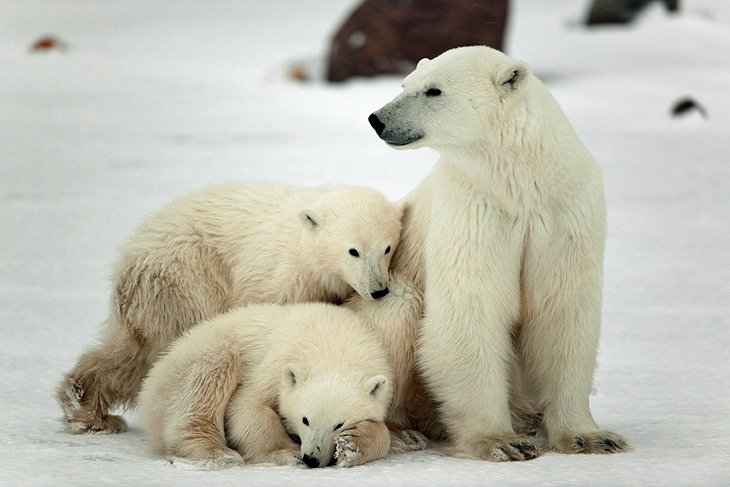 Polar Bears of Churchill