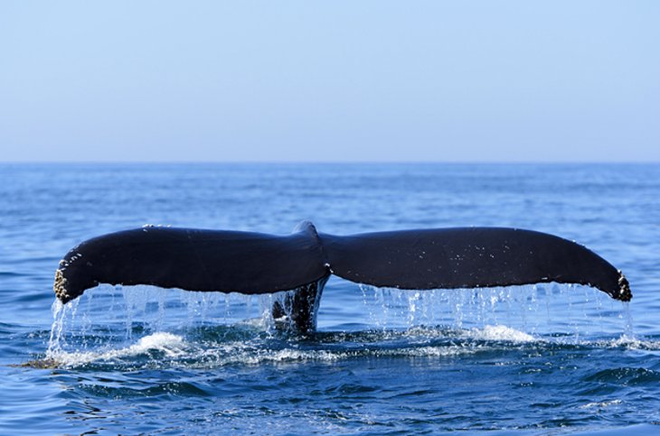 Whale tail in the Bay of Fundy 