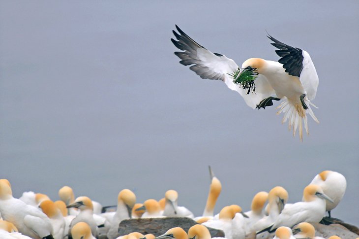 Cape St. Mary's Ecological Reserve