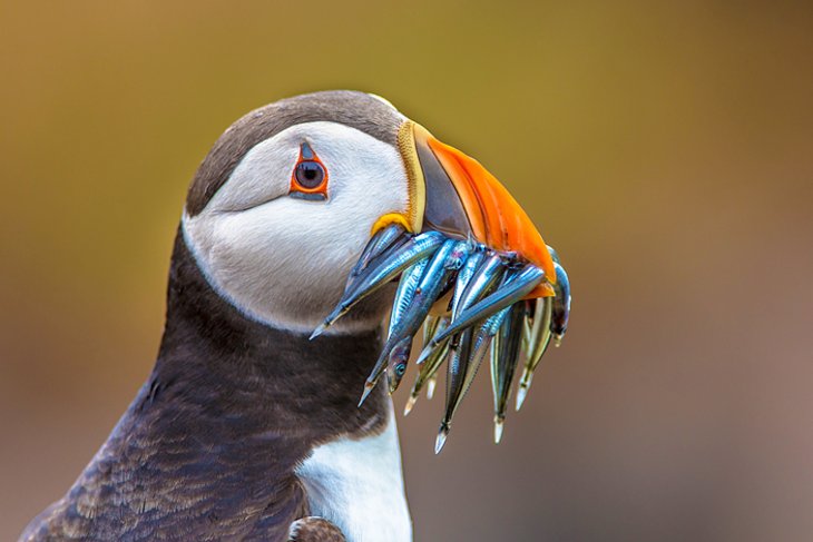 Puffin and Whale Cruises in Witless Bay