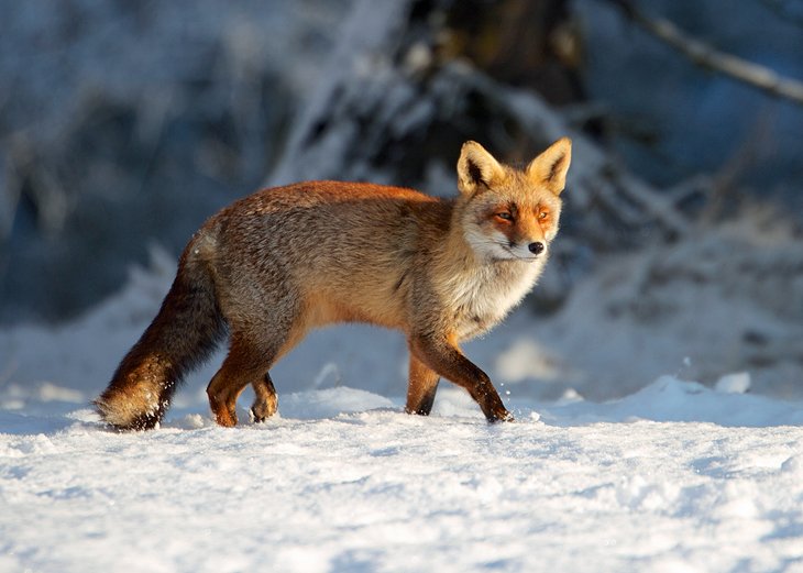 Shubenacadie Provincial Wildlife Park