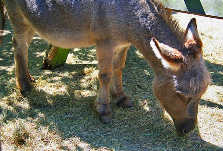 Cherry Brook Zoo and Vanished Kingdom