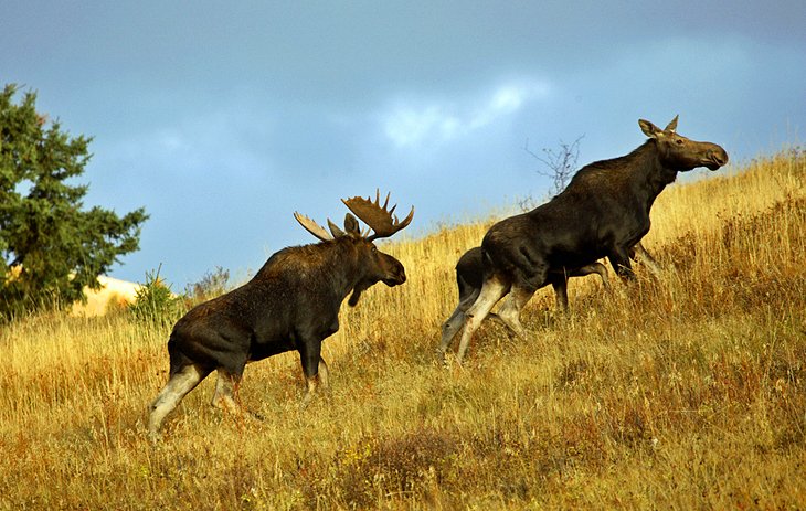 Moose in Cypress Hills