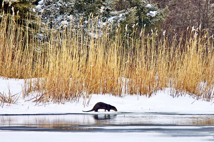 Prince Albert National Park