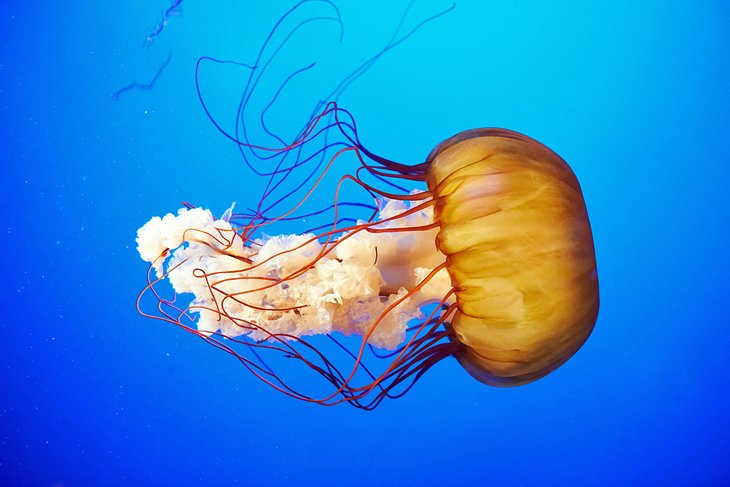 Vancouver Aquarium