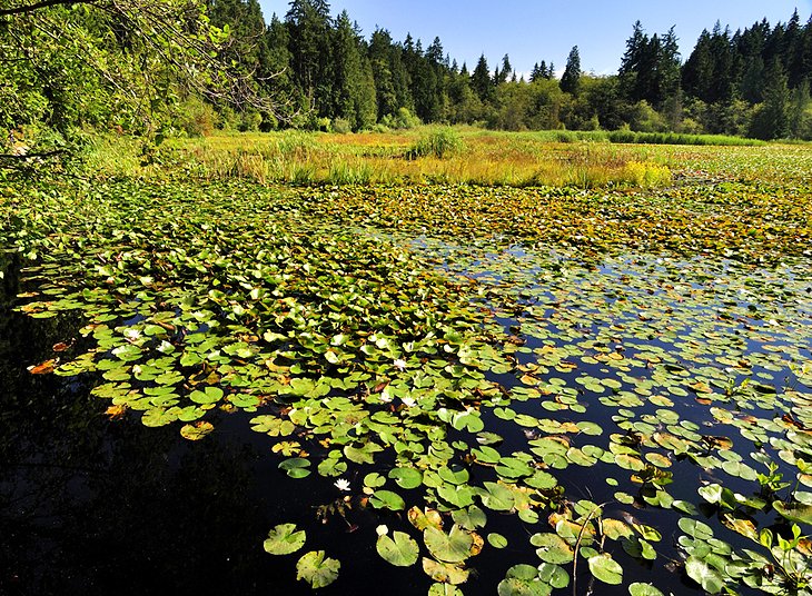 Beaver Lake