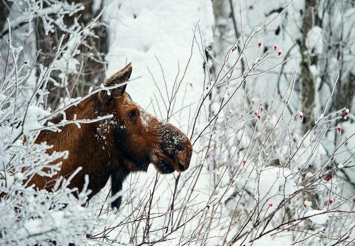 Yukon Wildlife Preserve