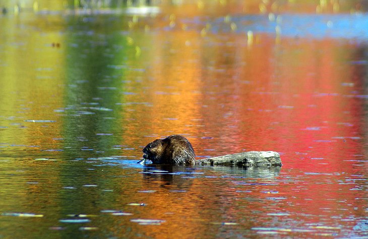 Beaver Pond Trail