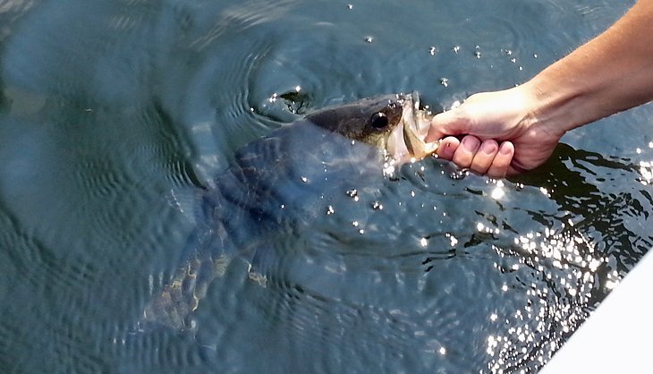 Smallmouth bass