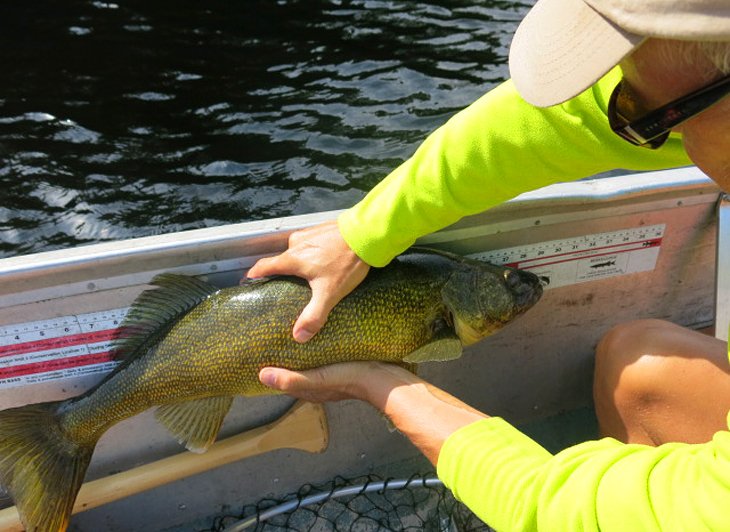 Michael Law with a walleye on the French River