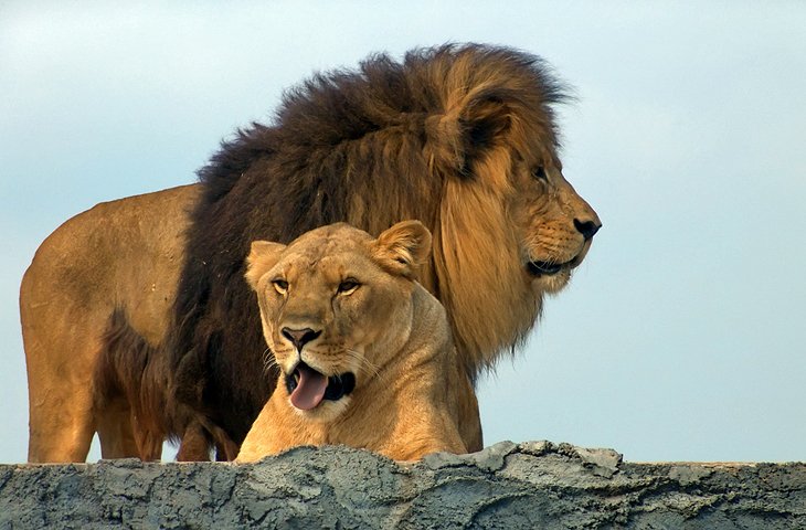 African Lion Safari