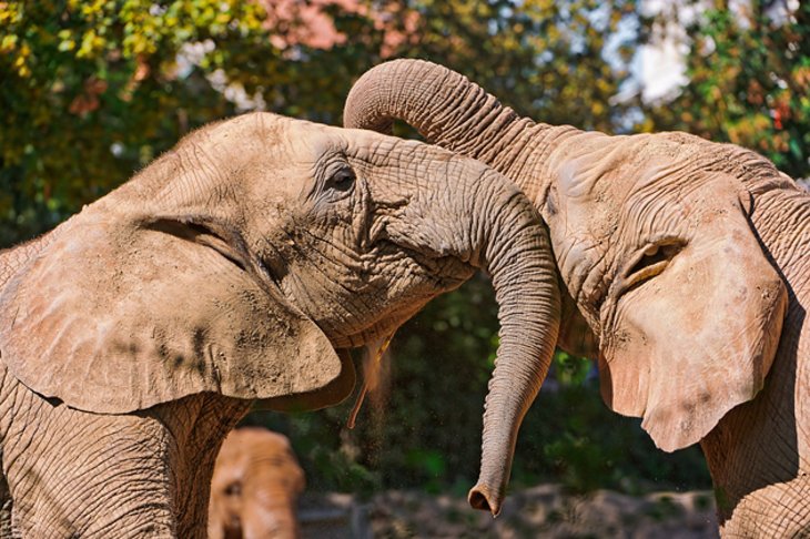 Zoologischer Garten (باغ وحش)