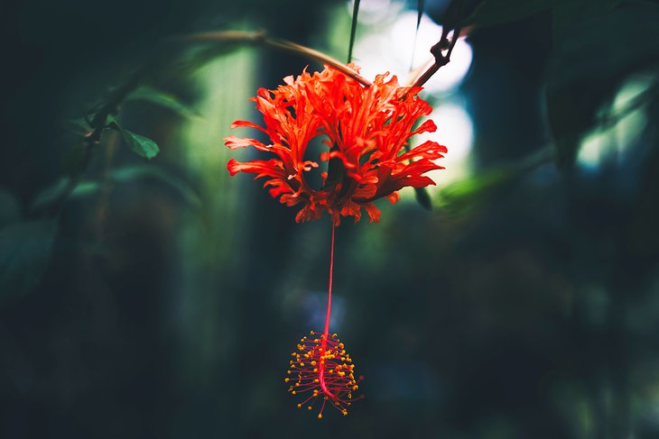 Botanical Garden