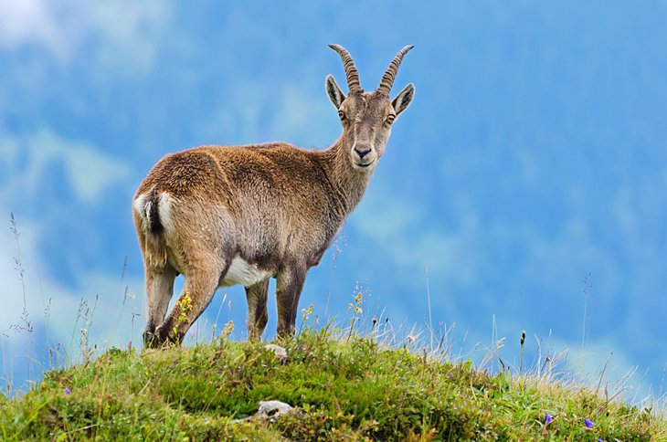 Young Alpine ibex, the Niederhorn