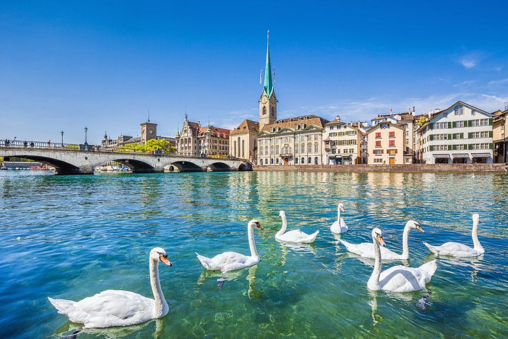 Swans and Fraumunster Church, Zurich