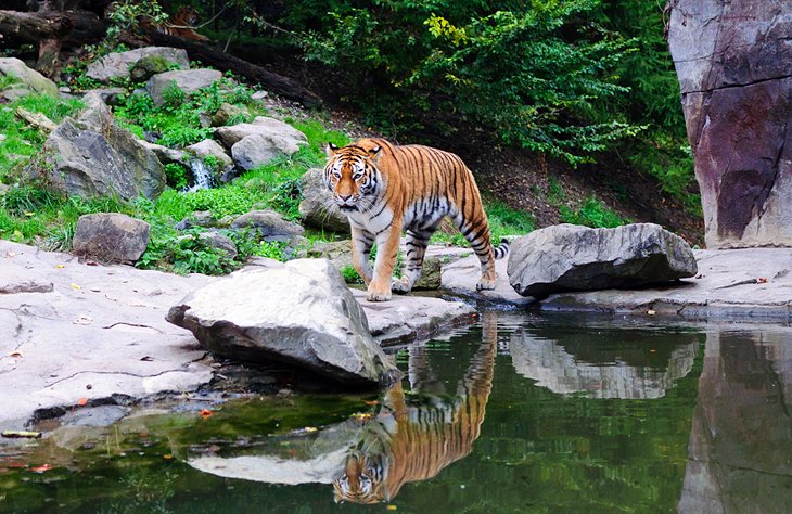 Zurich Zoo