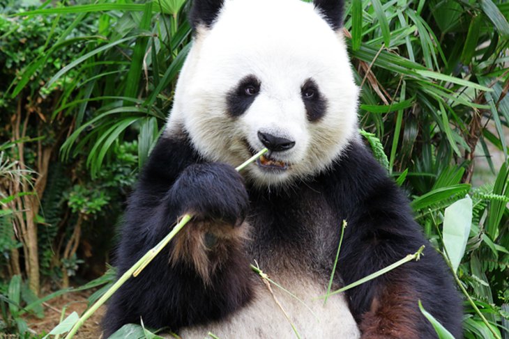 Base de recherche de Chengdu sur l'élevage des pandas géants
