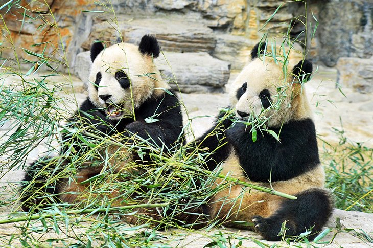 Zoo de Pékin