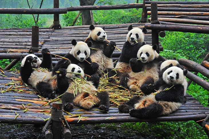 Base de recherche de Chengdu sur l'élevage des pandas géants