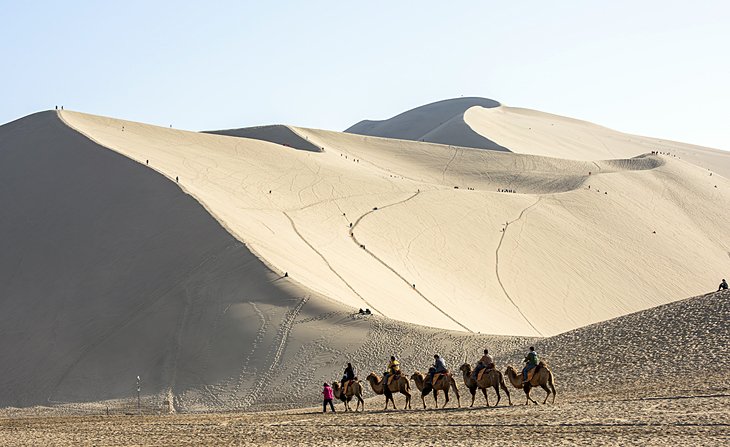 Camel treks in the sand dunes